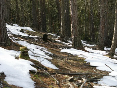Aljaška