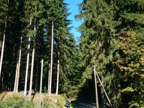 Cesta
