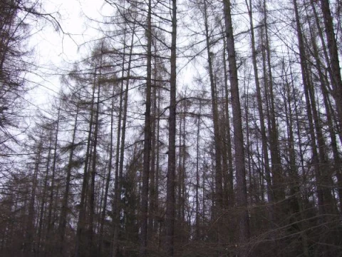 takhle rovné Larix decidua jsem snad ještě neviděl