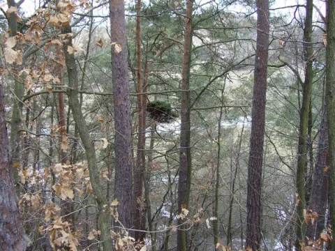 krásný čarověník II