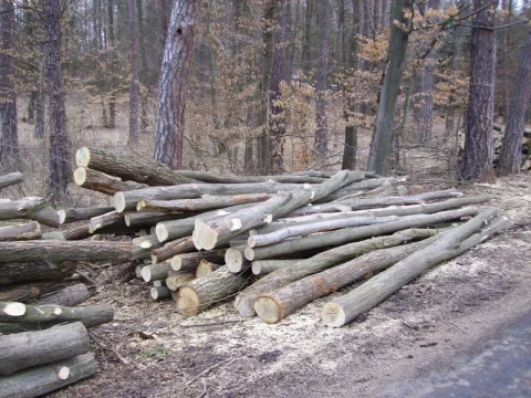 skládka dříví...