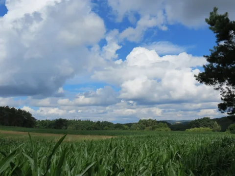 Výsadek