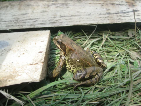 žába