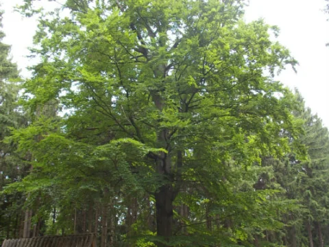 Tábor 2010 - stroj času