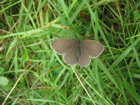 Motyl
