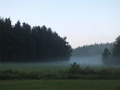 Ranní mlhy