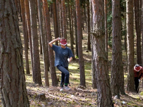 Lišky útočí