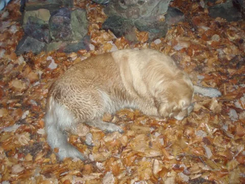 Bára odpočívá