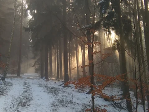 zimní les