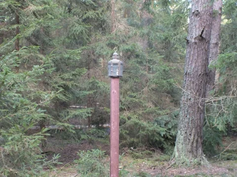 Lampa uprostřed lesa