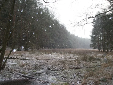 Sněží
